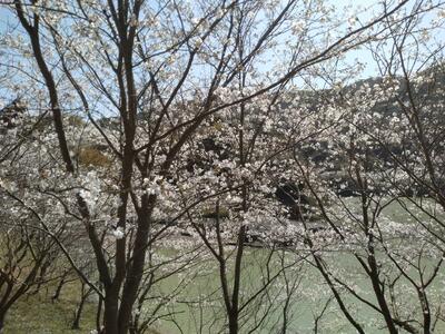 都呂々ダムの桜３
