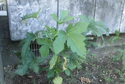 よく見ると実が！