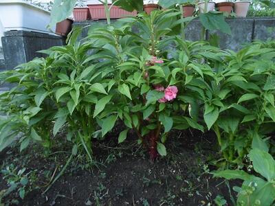 花が！葉の数は？くきの太さは？