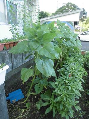 となりのホウセンカとくらべると？