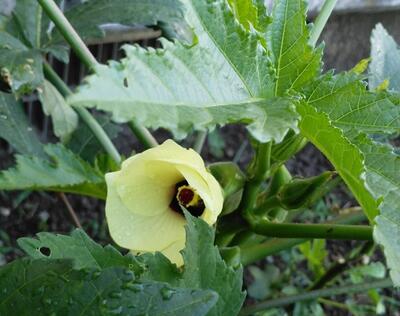 オクラの花が！