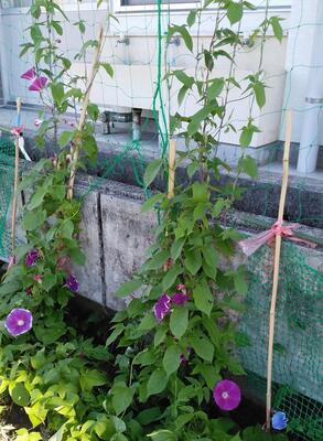 大きなアサガオの花が！