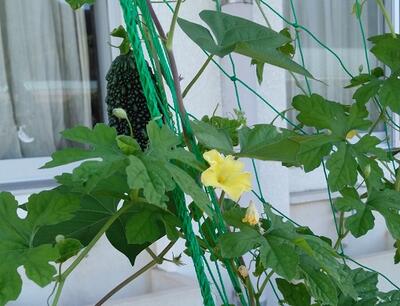 ツルレイシの花！