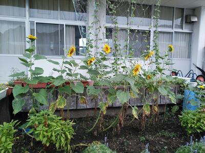 ８／１２のヒマワリ