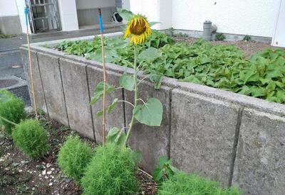 ８／１２ヒマワリ