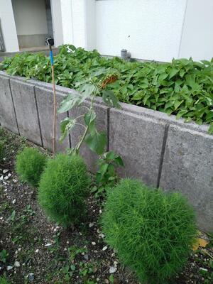 ８／１６ヒマワリ２