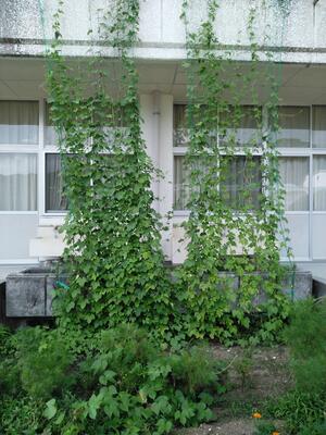 ８／１６ツルレイシ