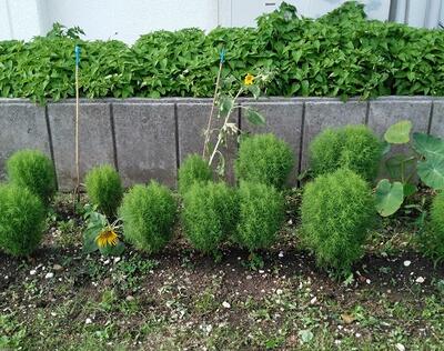 8/23のヒマワリ２