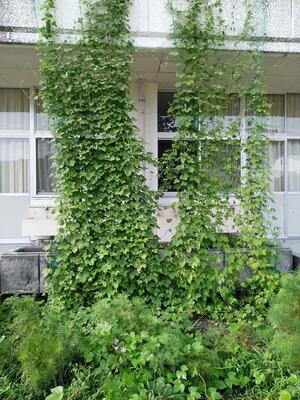 8/23のツルレイシ