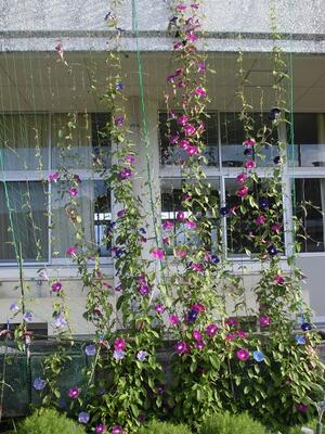 大きな花が咲き続いています