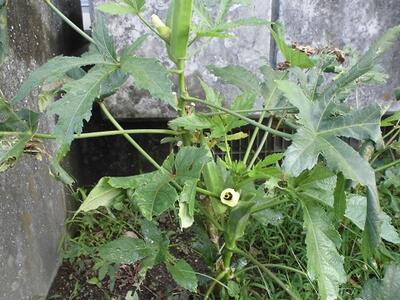 実がついています