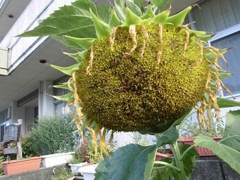 花の様子も変わってきている