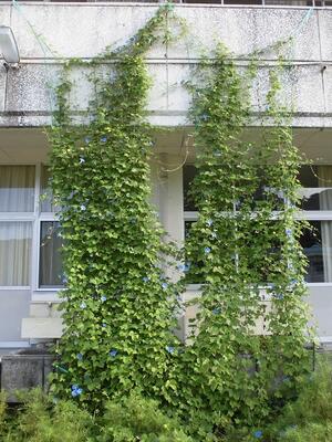 実がついていますね