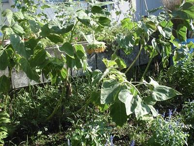 下の葉の色が・・・