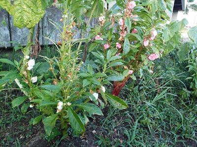 8/30のホウセンカ