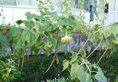 これからどうなるかな