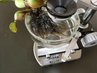 やったあああ！