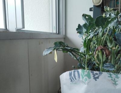 さなぎから抜け出した！