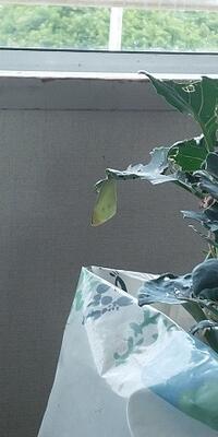 昨日まではさなぎだったのに！