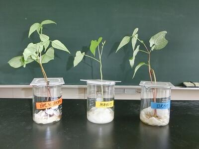 肥料と日光の関係が調べられました。
