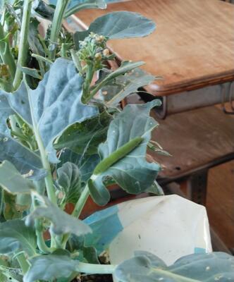 ようちゅうを見つけました