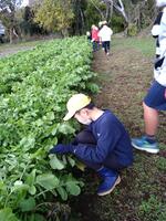 今から大根をひきます