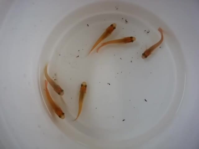 理科「メダカのたんじょう」