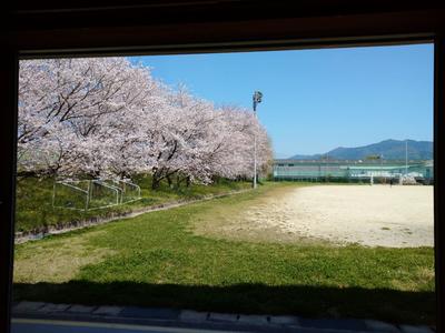 運動場の桜