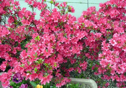 キリシマツツジ キリシマツツジ