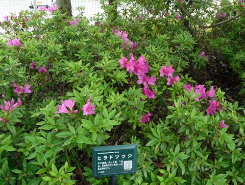 ヒラドツツジ ヒラドツツジ