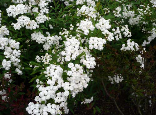 コデマリ コデマリ