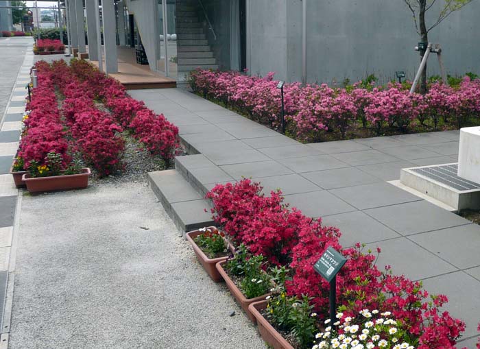 キリシマツツジ