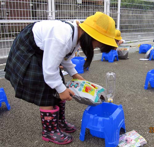 あさがおの種まき