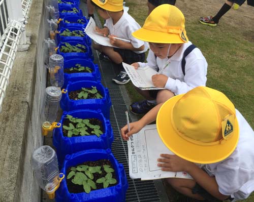 あさがおの種まき