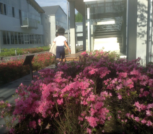 キリシマツツジ