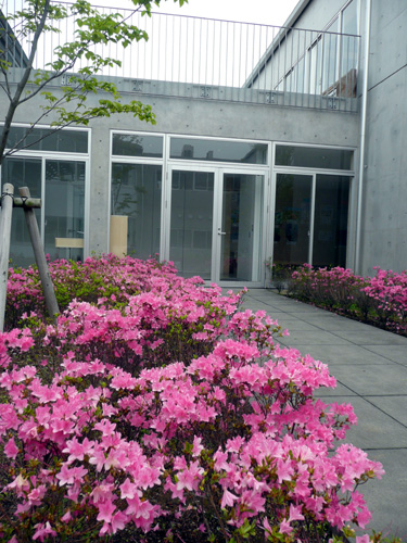 キリシマツツジ