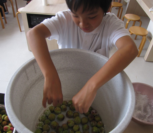 梅ジュースづくり