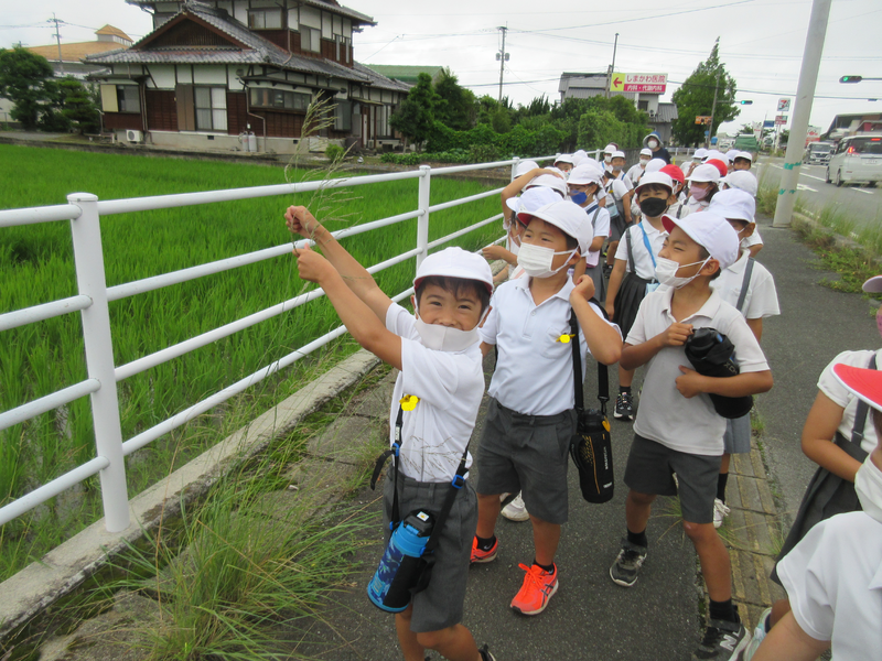 国道沿いの歩道で、自分たちより高く伸びた草をみつけました。